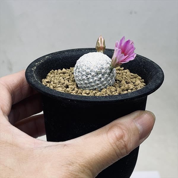 Amazon｜サボテン：マミラリア 白鳥*S｜観葉植物 オンライン通販